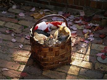 开放世界多人射击新游《CROWZ》实机预告片